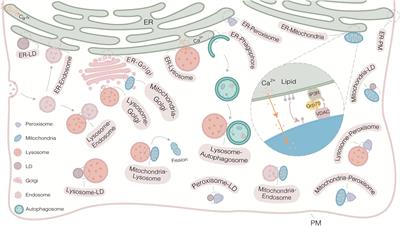 Current and Emerging Approaches for Studying Inter-Organelle <mark class="highlighted">Membrane Contact Sites</mark>